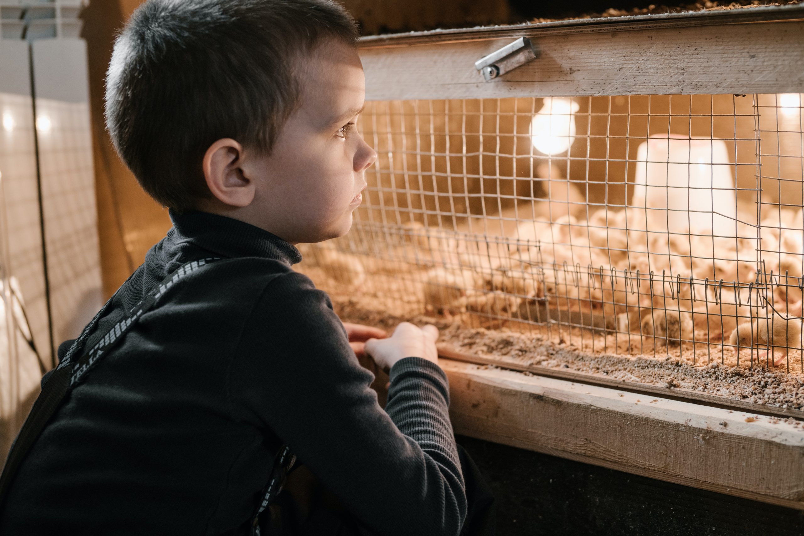 3 Types of Quail Habitats or Cages