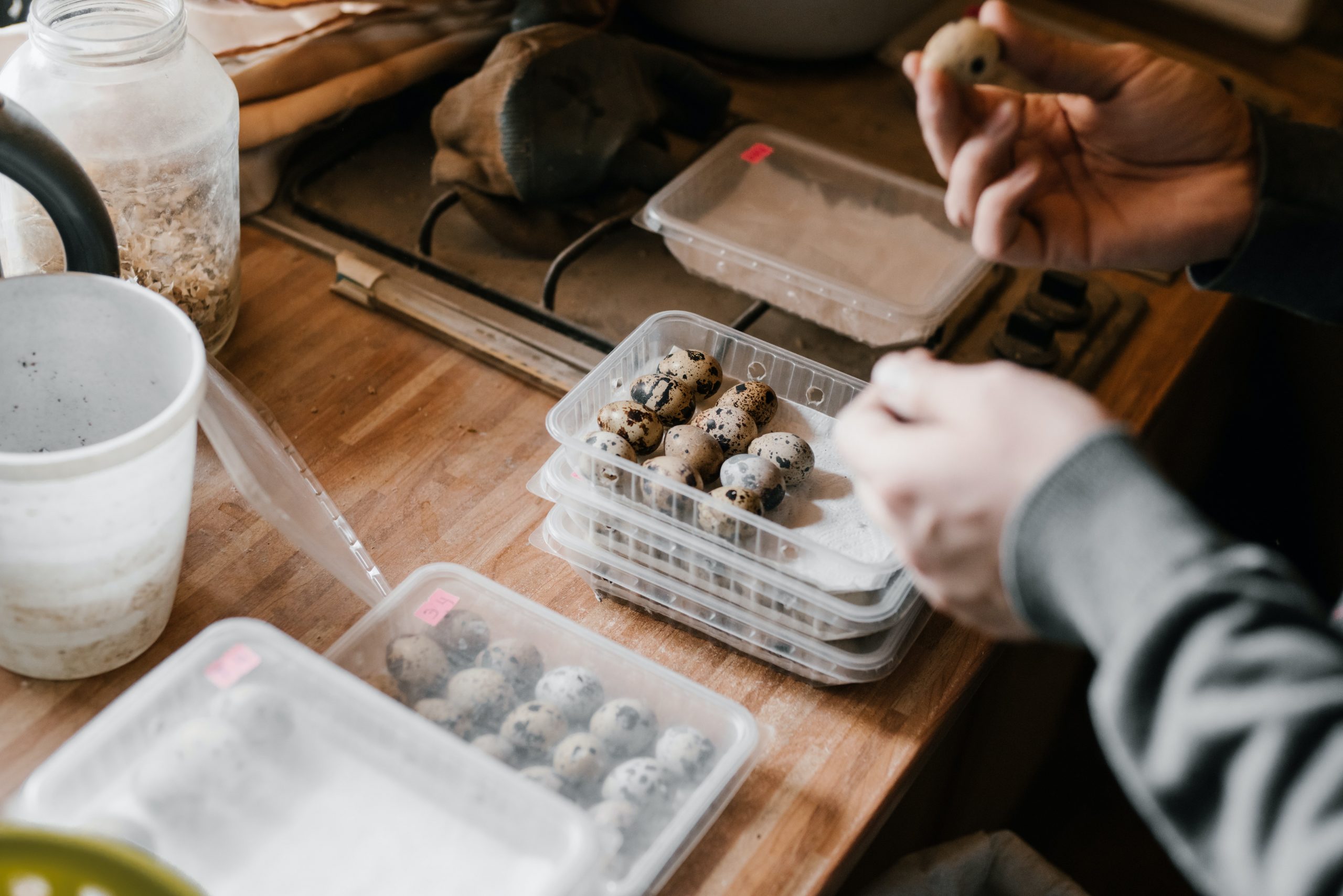 The Best Incubation Conditions for the Quail
