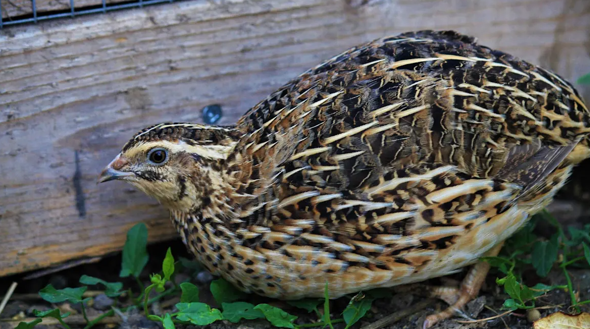 Raise Quail as Pets