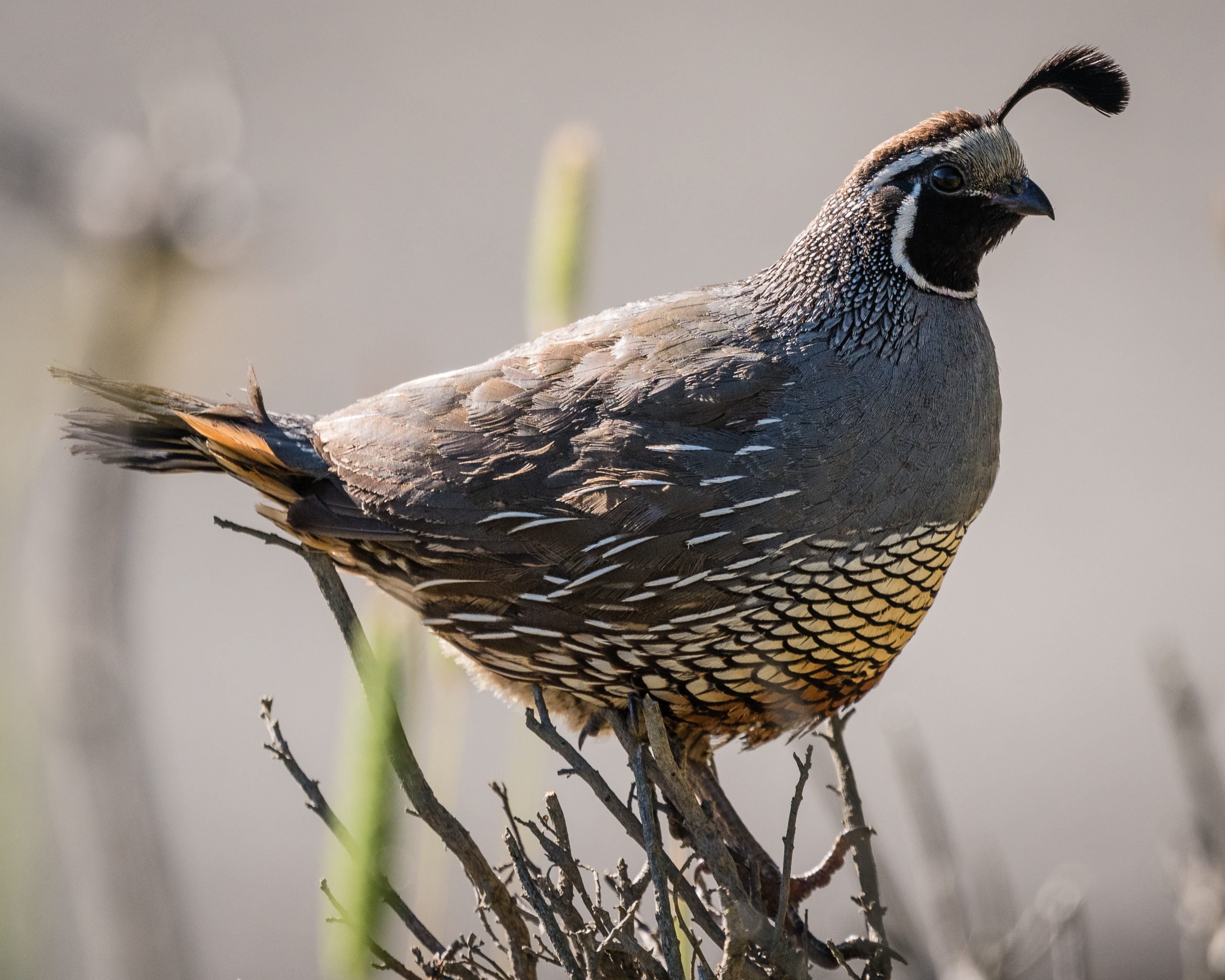 California_Quail